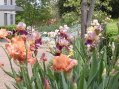 Irises - Spring 2011