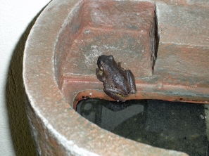Another resident frog